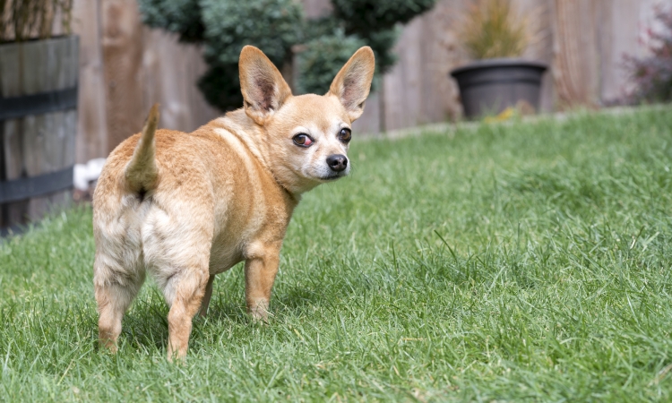 Adenocarcinoma del sacco anale (seno paranale) del cane